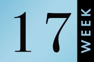 Picture of שבוע 17 להריון
